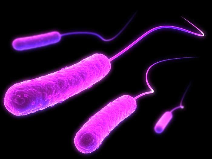 Как кишечная микробиота может влиять на мозг? E-coli-illustration