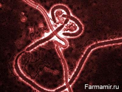  Лихорадка эбола, смерть из африки 