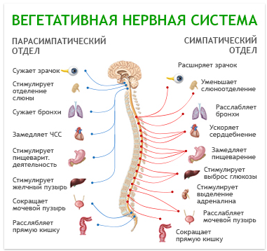 вегетативная нервная система