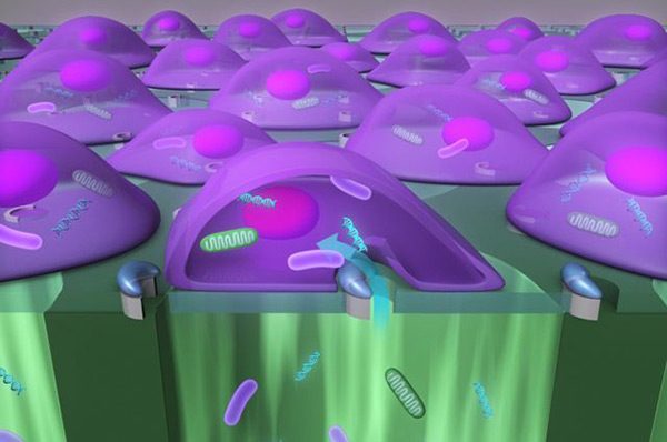 С помощью нового устройства можно быстро ввести тысячи больших молекул внутрь клеток