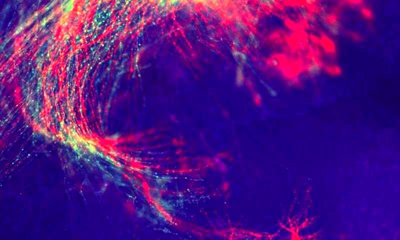  Ученые нашли молекулу, которая управляет судьбой зрелых сенсорных нейронов 