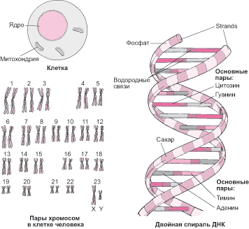  Генные мутации, связанные с Х-хромосомой, могут вызывать некоторые случаи мужского бесплодия 