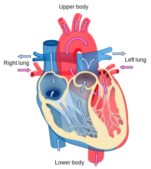 схема сердца