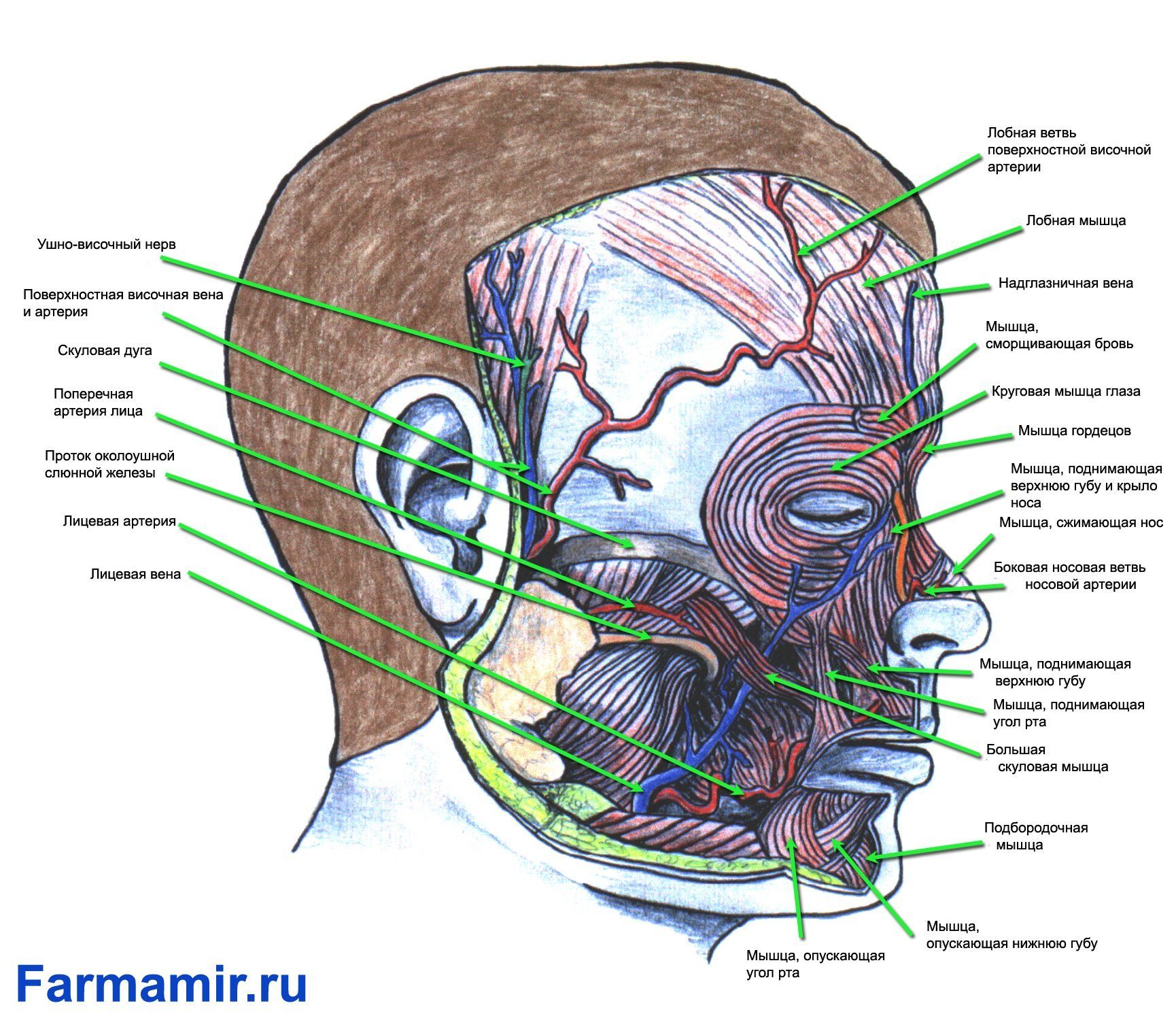 Части затылка. Анатомия лица для косметологов артерии и вены. Анатомия лица мышцы нервы сосуды. Строение головы. Строение головы и лица.