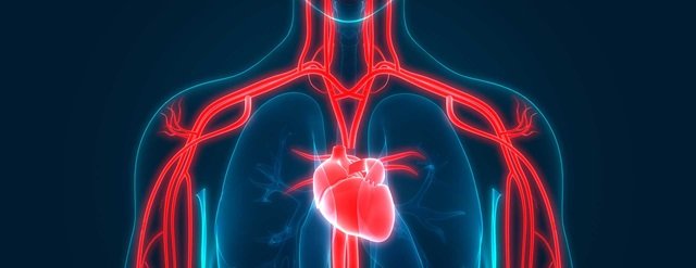 Новый мощный потенциальный препарат может улучшить нарушенную функцию сердца