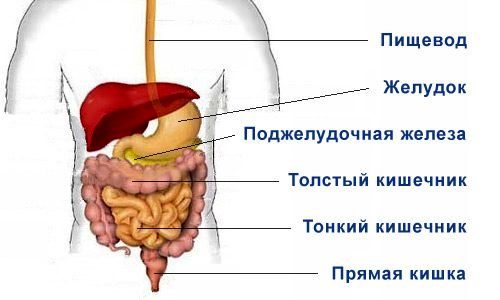  Опухоли органов пищеварения 