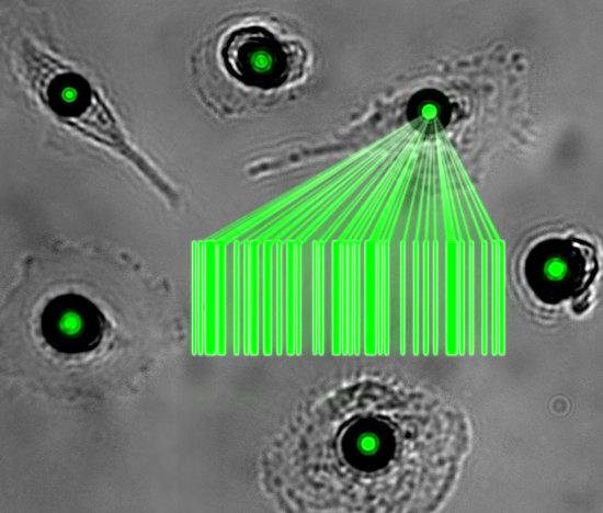 Лазеры, встроенные внутрь клеток, могут помочь отслеживать распространение рака