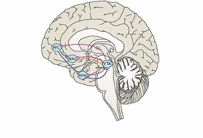 головной мозг и алкоголь