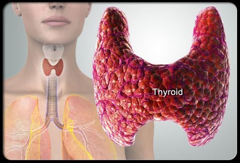 что такое щитовидная железа