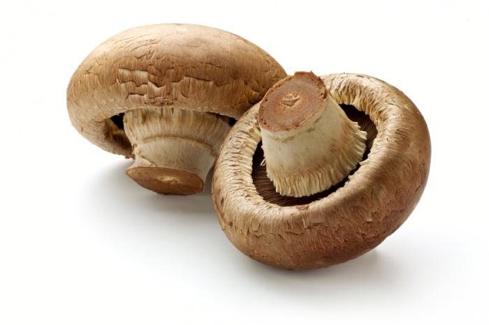 грибы полезные свойства
