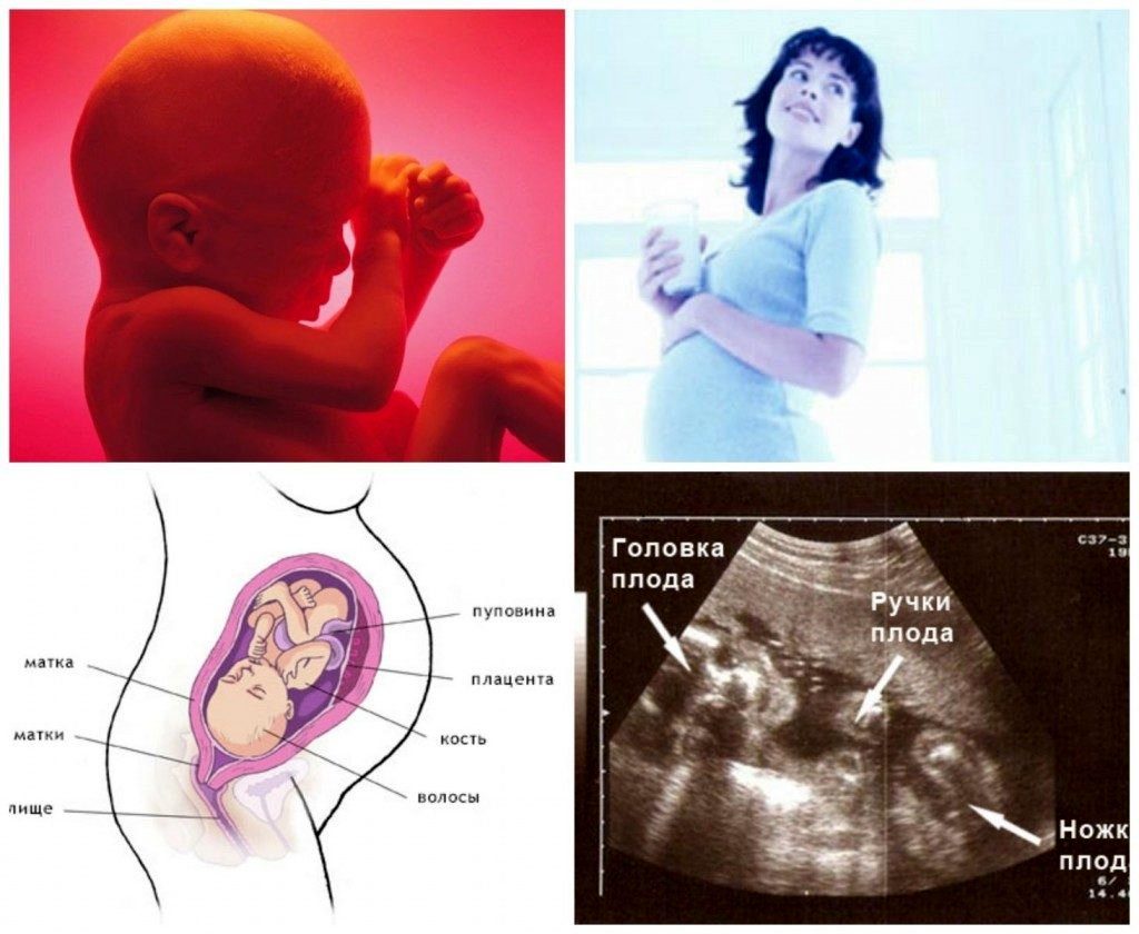 Физиология плода на 24 неделе беременности