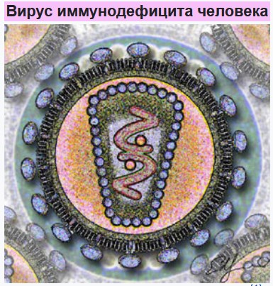 вирус вич