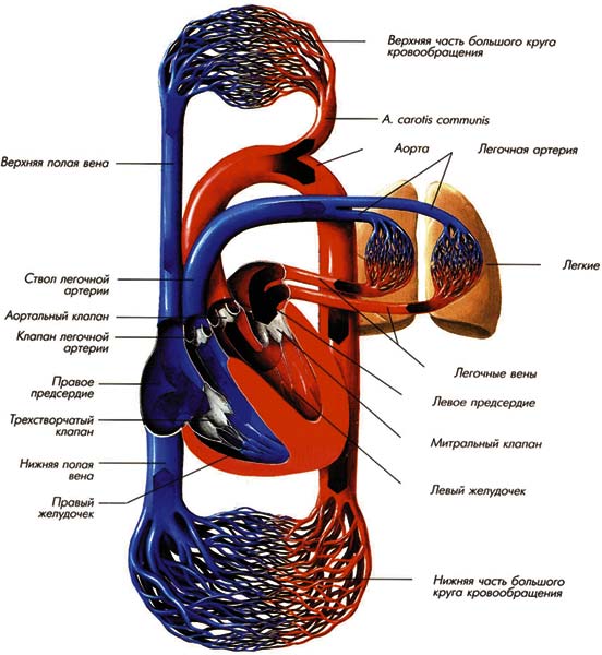 Схема артериального кровеносного пути