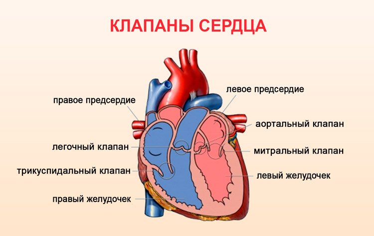 клапаны сердца