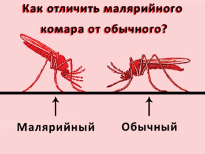 Профилактика малярии