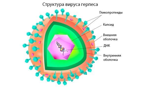Вирус герпеса – сложнейшее строение