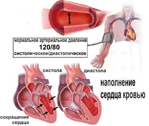Пассивное наполнение сердца кровью фаза сердечного. Артериальная гипертензия сердце. Наполнение сердца кровью. Диастолическое наполнение сердца. Давление наполнения сердца.