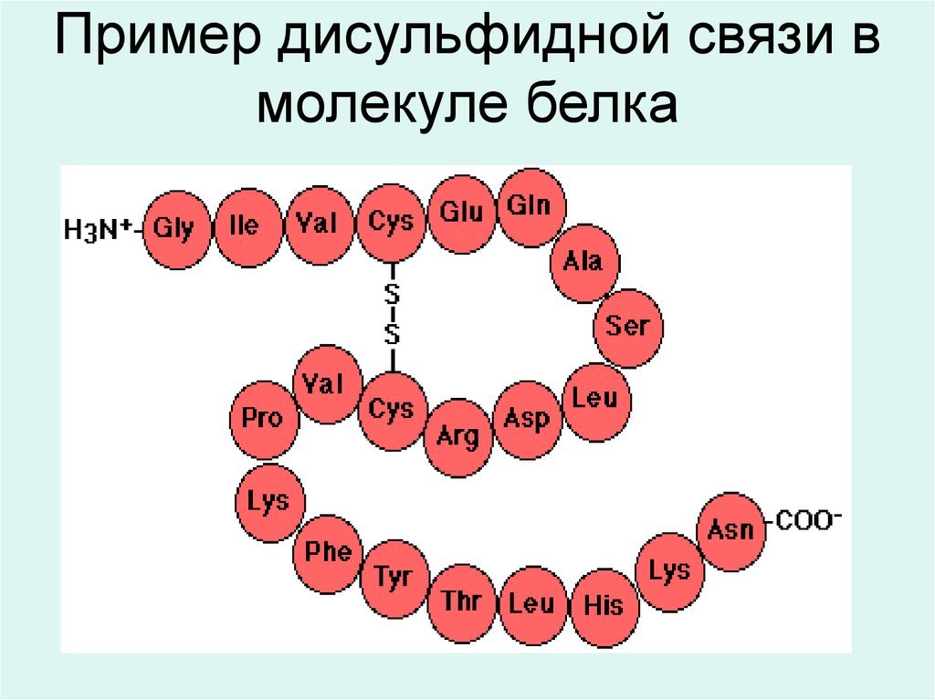 пример дисульфидной связи в молекуле днк