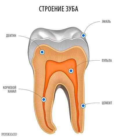 строение зуба