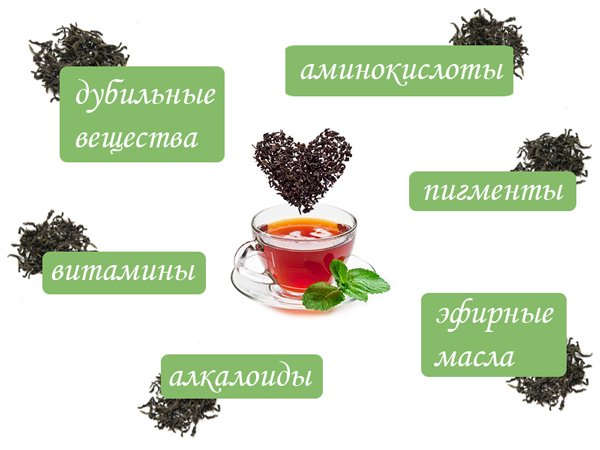 полезные свойства иван чая