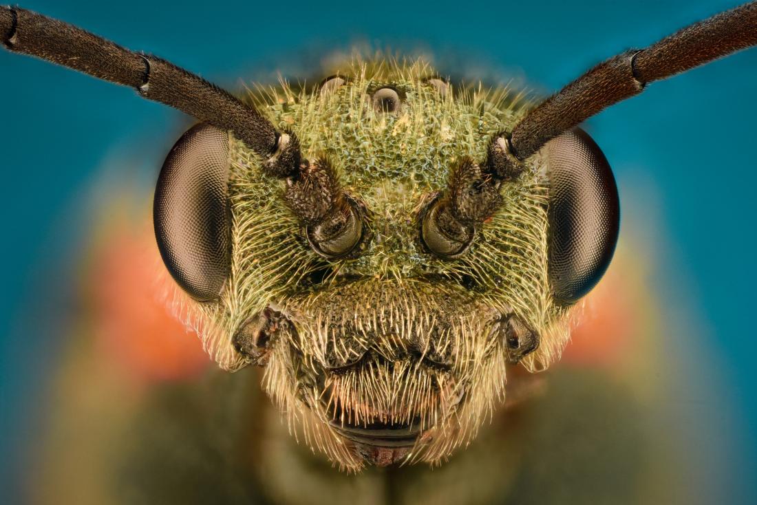  Три пугающих вида насекомых, способных революционизировать медицинские исследования 