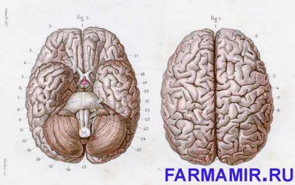 Головной мозг - семь интересных фактов
