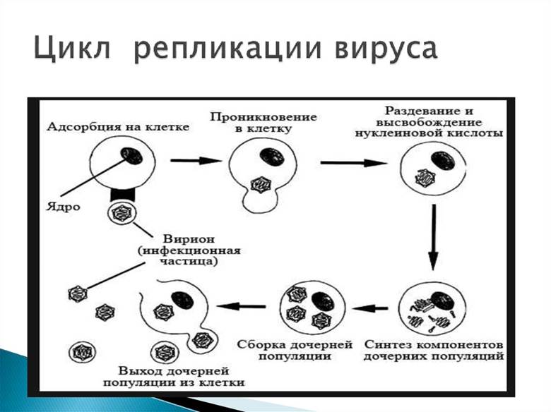 цикл репликации вируса